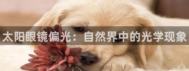 辉达娱乐丨39444